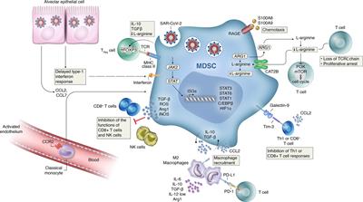 Myeloid-Derived Suppressor Cells as a Potential Biomarker and Therapeutic Target in COVID-19